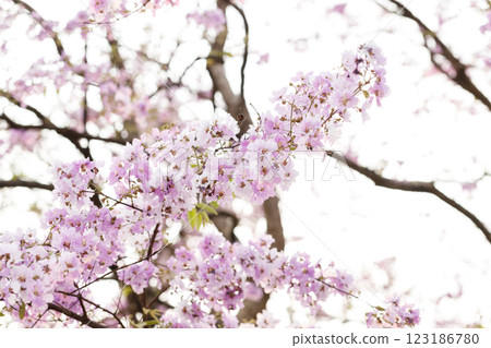 Queen's Flower or Inthanin flower in Thailand, Queen,s crape myrtle, Pride of India, Jarul, banaba plant, Lagerstroemia speciosa, cheerful blooming in park. 123186780