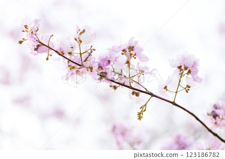 Queen's Flower or Inthanin flower in Thailand, Queen,s crape myrtle, Pride of India, Jarul, banaba plant, Lagerstroemia speciosa, cheerful blooming in park. Queen's Flower or Inthanin flower in Thailand, Queen,s crape myrtle, Pride of India, Jarul, banaba plant, Lagerstroemia speciosa, cheerful blooming in park. 123186782