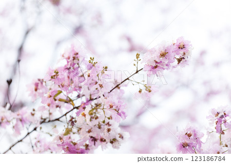 Queen's Flower or Inthanin flower in Thailand, Queen,s crape myrtle, Pride of India, Jarul, banaba plant, Lagerstroemia speciosa, cheerful blooming in park. 123186784
