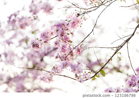 Queen's Flower or Inthanin flower in Thailand, Queen,s crape myrtle, Pride of India, Jarul, banaba plant, Lagerstroemia speciosa, cheerful blooming in park. 123186786