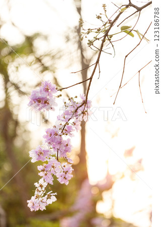 Queen's Flower or Inthanin flower in Thailand, Queen,s crape myrtle, Pride of India, Jarul, banaba plant, Lagerstroemia speciosa, cheerful blooming in park. 123186788