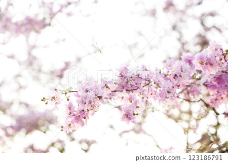 Queen's Flower or Inthanin flower in Thailand, Queen,s crape myrtle, Pride of India, Jarul, banaba plant, Lagerstroemia speciosa, cheerful blooming in park. Queen's Flower or Inthanin flower in Thailand, Queen,s crape myrtle, Pride of India, Jarul, banaba plant, Lagerstroemia speciosa, cheerful blooming in park. 123186791