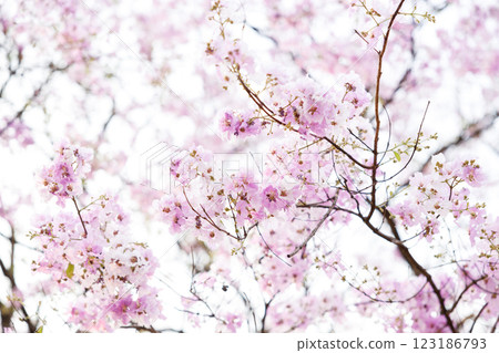 Queen's Flower or Inthanin flower in Thailand, Queen,s crape myrtle, Pride of India, Jarul, banaba plant, Lagerstroemia speciosa, cheerful blooming in park. Queen's Flower or Inthanin flower in Thailand, Queen,s crape myrtle, Pride of India, Jarul, banaba plant, Lagerstroemia speciosa, cheerful blooming in park. 123186793