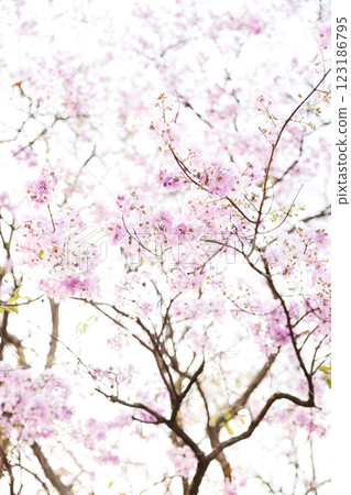 Queen's Flower or Inthanin flower in Thailand, Queen,s crape myrtle, Pride of India, Jarul, banaba plant, Lagerstroemia speciosa, cheerful blooming in park. 123186795