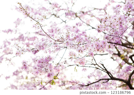 Queen's Flower or Inthanin flower in Thailand, Queen,s crape myrtle, Pride of India, Jarul, banaba plant, Lagerstroemia speciosa, cheerful blooming in park. 123186796