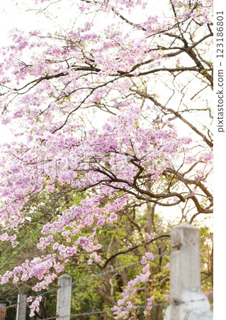 Queen's Flower or Inthanin flower in Thailand, Queen,s crape myrtle, Pride of India, Jarul, banaba plant, Lagerstroemia speciosa, cheerful blooming in park. 123186801