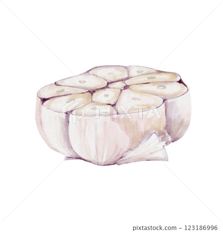 half garlic. the vegetable is cut in half. garlic cloves. seasoning and spice for food. ideal for pilaf. Watercolor illustration isolated from background. For restaurant menus, packaging and recipes.  123186996
