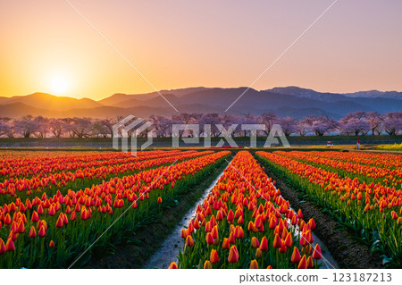 船川朝日（春天/黎明） 123187213