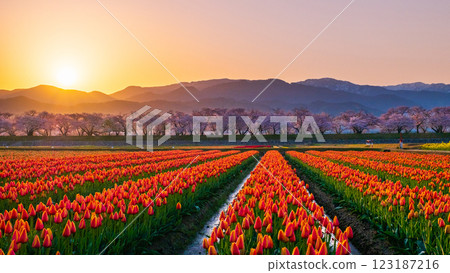 船川朝日（春天/黎明） 123187216