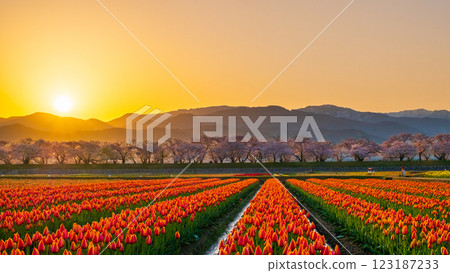 船川朝日（春天/黎明） 123187233