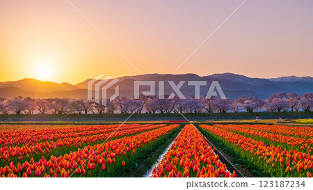 船川朝日（春天/黎明） 123187234