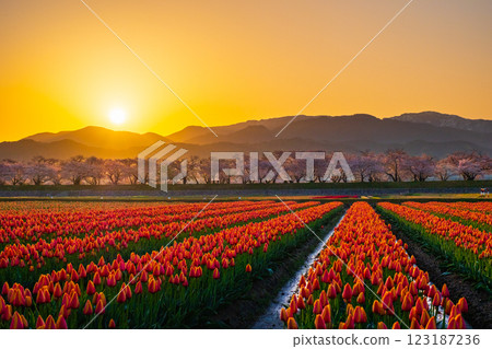 船川朝日（春天/黎明） 123187236