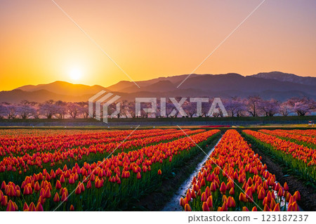 船川朝日（春天/黎明） 123187237