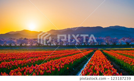 船川朝日（春天/黎明） 123187239