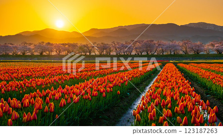 Asahi Funakawa (spring/dawn) 123187263