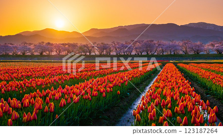 Asahi Funakawa (spring/dawn) 123187264