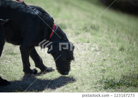 狗狗排便活動：狗狗聞到氣味，就會排便 123187273