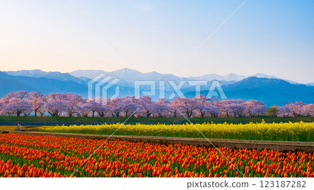 Asahi Funakawa Spring Quartet 123187282