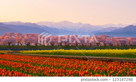 朝日船川春天四重奏 123187298