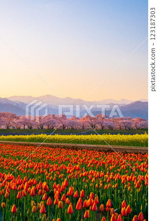 朝日船川春天四重奏 123187303