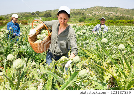 Plantation worker picking artichokes on vegetable field Plantation worker picking artichokes on vegetable field 123187529