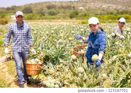 Workers gathering artichokes on plantation 123187701