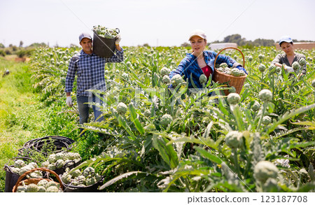 Workers gathering artichokes on plantation Workers gathering artichokes on plantation 123187708