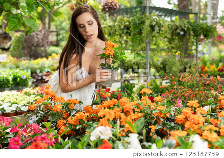 Positive woman in white dress buyer chooses pot flowers crossandra at flower market 123187739