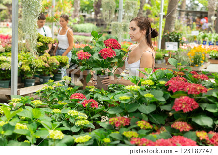 Woman choosing red hydrangea in pots at garden center 123187742