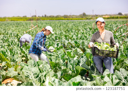 Portrait of asian woman horticulturist with crate of cauliflowers Portrait of asian woman horticulturist with crate of cauliflowers 123187751