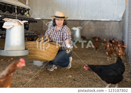 Elderly female farmer feeding chickens in poultry barn Elderly female farmer feeding chickens in poultry barn 123187802