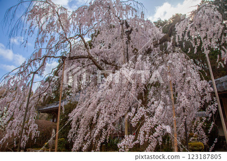 奈良大野寺的垂枝櫻花 奈良大野寺的垂枝櫻花 123187805