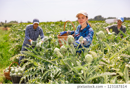 Caucasian woman plantation worker picking artichokes on vegetable field 123187814