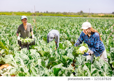 Woman farmer harvesting cauliflower at plantation 123187820