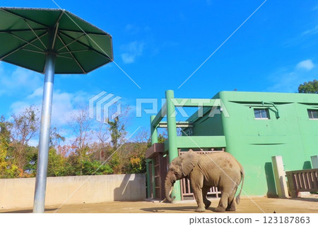 [Hiroshima Prefecture] Forest elephants at Asa Zoo in Hiroshima City 123187863