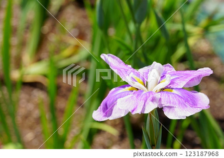 Light purple and white irises Light purple and white irises 123187968