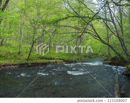 [Aomori] Oirase mountain stream 123188007