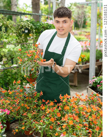 Male florist in apron holding pot mimulus aurantiacus (bush monkey flower) in flower shop Male florist in apron holding pot mimulus aurantiacus (bush monkey flower) in flower shop 123188131