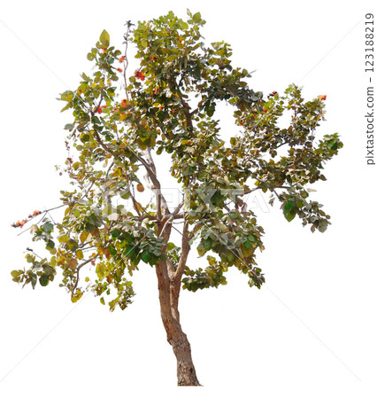 small tree white background 123188219