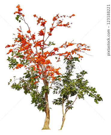 tree with orange bloom flowe, removed original background 123188221