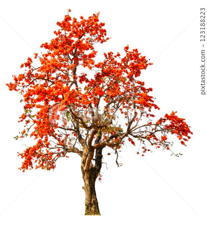 tree with orange bloom flower, removed original background 123188223