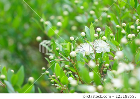 White flower myrtle flower 123188555