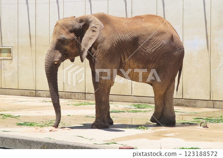 African elephant calf 123188572
