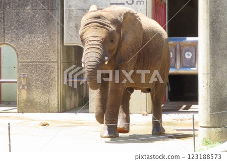 African elephant calf 123188573