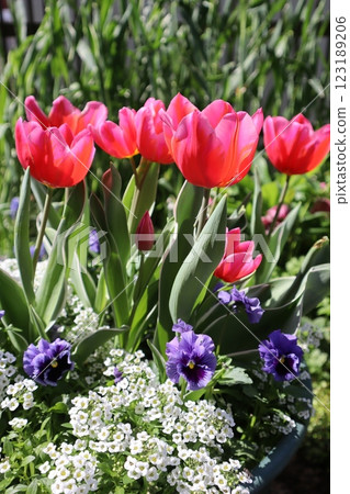 Red tulips planted 123189206