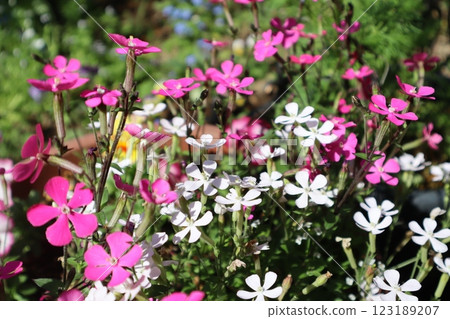 Pink and white silene blooming in a flowerbed Pink and white silene blooming in a flowerbed 123189207