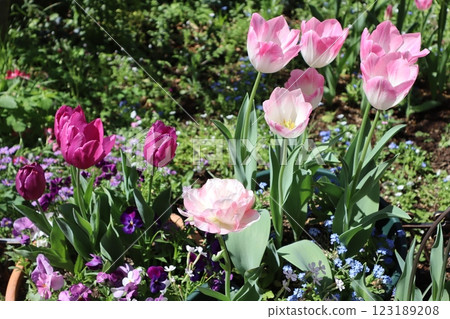 Tulip planting in a flower bed Tulip planting in a flower bed 123189208