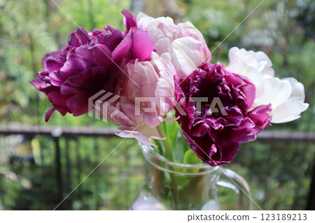 Arranging tulips from the garden on a windowsill Arranging tulips from the garden on a windowsill 123189213