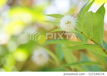 Pompom-like flower Cephalanthus sugar shack 123189216