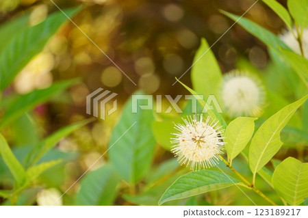 Spherical flower Cephalanthus Sugar Shack Spherical flower Cephalanthus Sugar Shack 123189217